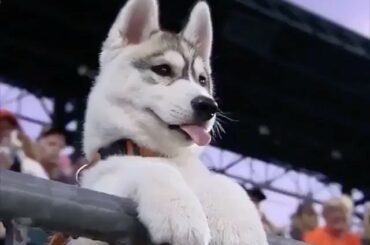 Les chiens qui aiment le baseball>>> ⠀⠀⠀⠀⠀⠀⠀⠀⠀ #NationalPuppyDay...