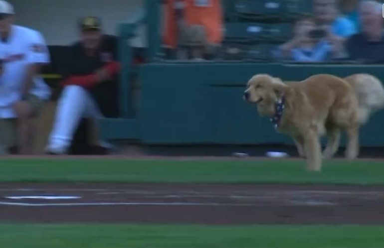 Bruce the Batdog fait ses débuts avec les Red Wings de Rochester