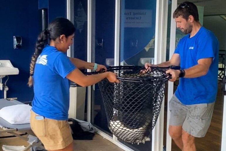 Après avoir quitté Milton à Trop, les raies pastenagues déménagent à l'aquarium de Floride